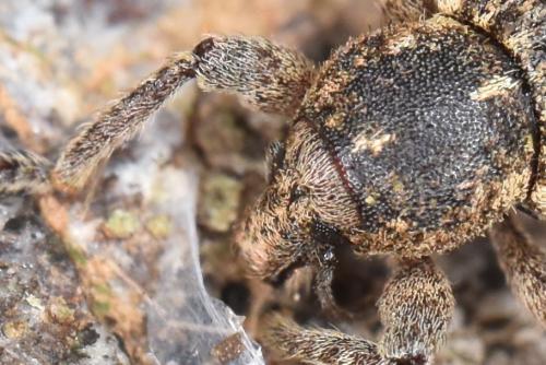 Brachypera crinita